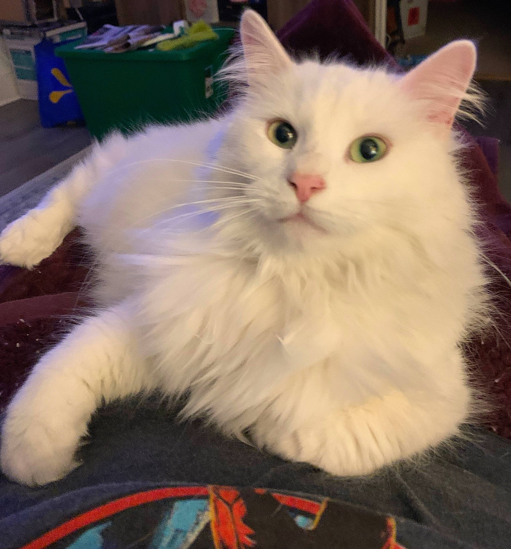 Angel