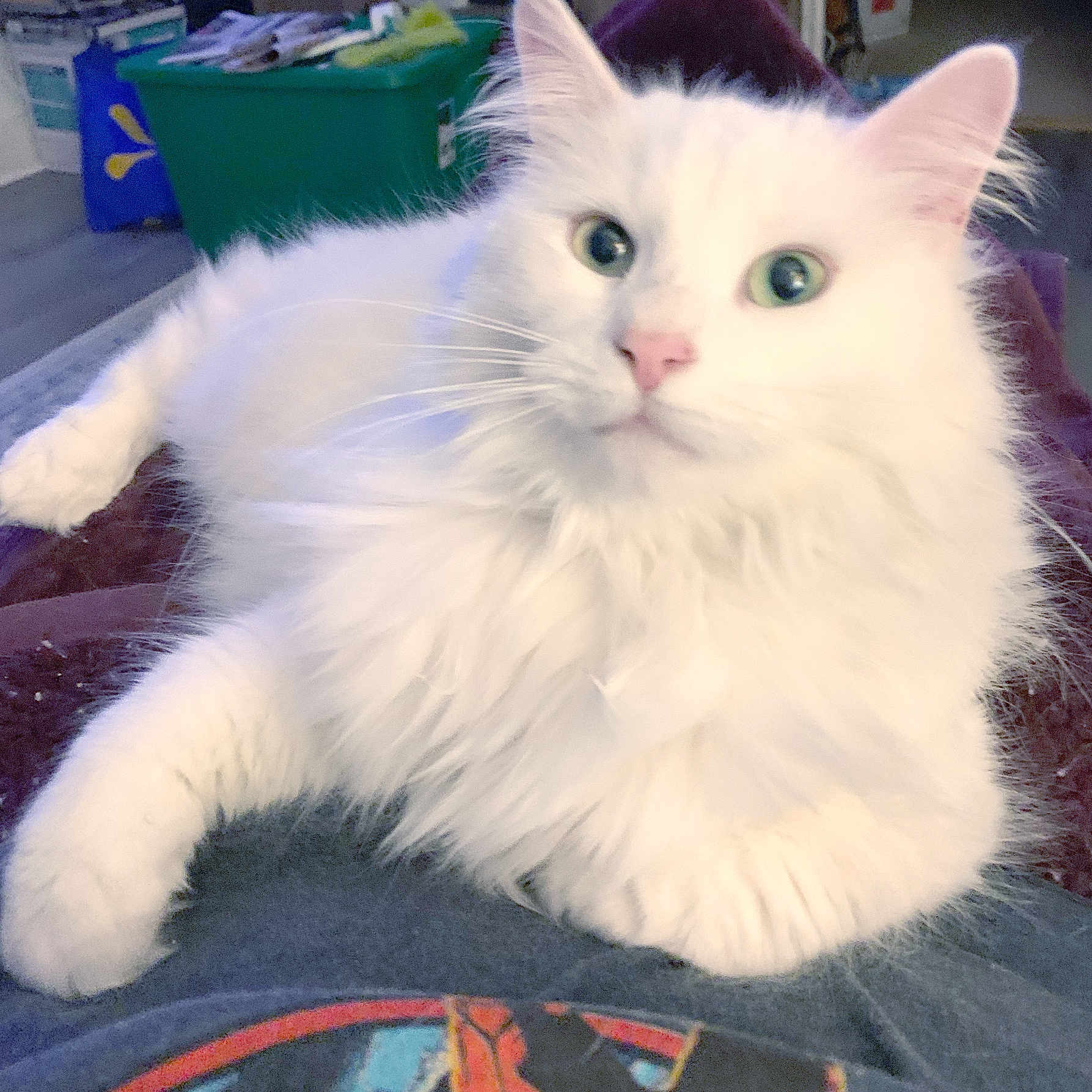 Angel