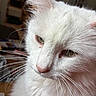 cat, white_cat, close_up, whiskers, indoor, pet, feline, fur, portrait, animal, domestic_cat, cute, soft_light, nose, ears, eyes, face, relaxed, closeup, mammal