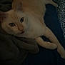 Milo is registered to the contest to win money with this photo: animal, blanket, blue_fabric, cat, closeup, cozy, cream_colored, curious, dim_light, ears, feline, fur, indoor, looking, lying_down, paws, pet, relaxed, resting, whiskers