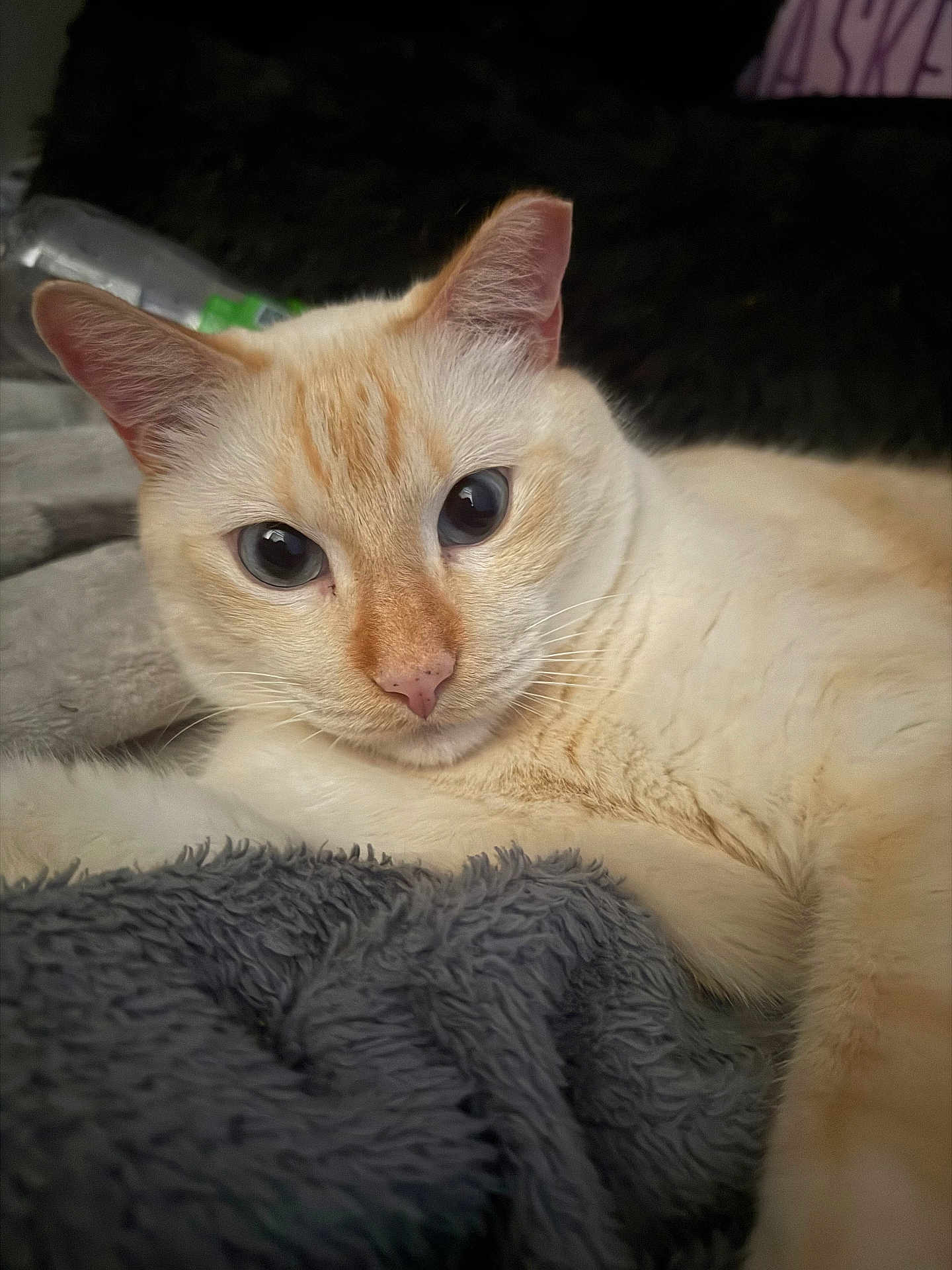 Milo