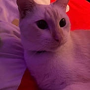 Milo is registered to the contest to win money with this photo: animal, cat, close_up, collar, cozy, cute, domestic_cat, ears, eyes, feline, fur, indoor, mammal, pet, portrait, purple_tint, relaxed, resting, soft_lighting, whiskers