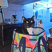 Merlin joined the competition — help win amazing prizes! cat, tuxedo_cat, pet, tote_bag, colorful_bag, indoor, countertop, microwave, lamp, poster, paper_towel, spice_jars, wooden_bowl, led_lights, brick_wall, whiskers, golden_eyes, home_decor, closeup, photography