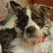 Joeseph is registered to the contest to win money with this photo: dog, pet, animal, fur, collar, bed, indoor, scruffy, relaxed, white, brown, black, ears, face, nose, paw, furniture, plastic_bag, comfort, portrait