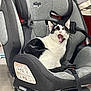 cat, black_and_white, car_seat, child_seat, surprised, mouth_open, indoor, pet, animal, feline, seat_belt, fabric, floor, home, domestic, fur, ears, eyes, sitting, expression