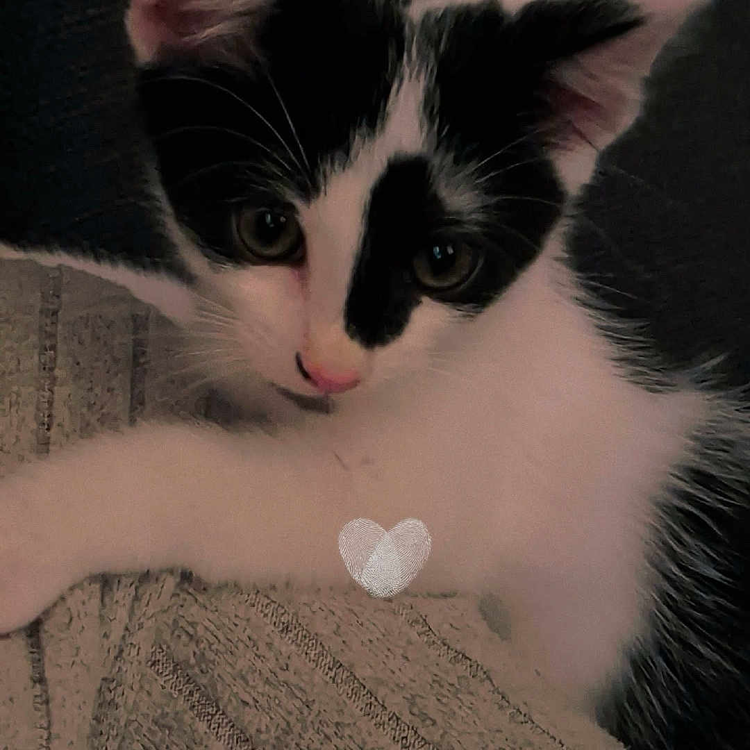Taro participe au concours pour gagner de l'argent avec cette photo : animal, black_and_white, cat, closeup, curious, cute, ears, eyes, fabric, face, feline, fur, indoor, kitten, mammal, paw, pet, texture, whiskers, young
