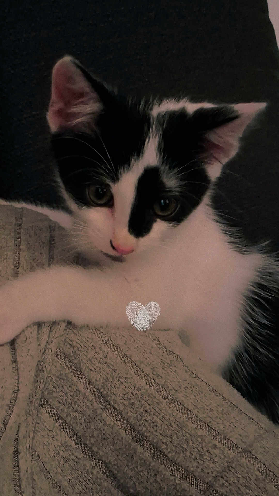 Taro participe au concours pour gagner de l'argent avec cette photo : cat, kitten, black_and_white, pet, animal, cute, fur, whiskers, ears, eyes, face, paw, indoor, curious, texture, fabric, closeup, young, mammal, feline