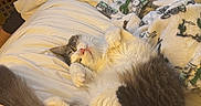 Apples joined the competition — help win amazing prizes! cat, kitten, sleeping, fluffy, fur, white_and_gray, belly_up, paws, relaxed, cozy, bed, bedding, blanket, bedroom, laundry_basket, person, indoor, warm_lighting, cuddly, pet