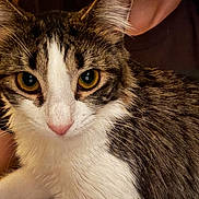 Apples is registered to the contest to win money with this photo: cat, tabby, white_fur, brown_fur, pet, animal, close_up, portrait, golden_eyes, whiskers, ears, nose, fur, stripes, indoor, human_hand, being_petted, cozy, alert, cute