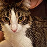 cat, tabby, white_fur, brown_fur, pet, animal, close_up, portrait, golden_eyes, whiskers, ears, nose, fur, stripes, indoor, human_hand, being_petted, cozy, alert, cute