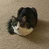 Apples is registered to the contest to win money with this photo: cat, kitten, fluffy, tabby, tuxedo_cat, white_fur, black_fur, brown_fur, green_eyes, indoors, carpet, floor, sitting, portrait, pet, whiskers, ears, furry, cute, home