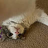 cat, kitten, pet, animal, fluffy, fur, white_fur, gray_fur, orange_fur, face, eyes, whiskers, nose, upside_down, lying_down, carpet, indoor, home, close_up, portrait