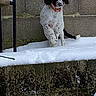 Laika participe au concours pour gagner de l'argent avec cette photo : animal, black_and_white, canine, cold, collar, curious, daylight, dog, fence, grass_under_snow, outdoor, pet, puppy, sitting, snow, spot, stone_wall, wall, winter, young_dog