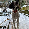 Laika a rejoint le concours — aidez-le/la à gagner de superbes lots ! animal, background, canine, cold, collar, curious, daylight, dog, fence, ground, leafless, nature, outdoor, pet, playful, snout, snow, tree, winter, yard