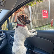 Laika participe au concours pour gagner de l'argent avec cette photo : animal, black_interior, car_interior, curious, daylight, dog, fence, greenery, hand, indoor, looking_out_window, person, pet, puppy, red_collar, seat, side_mirror, sign, window, young_dog