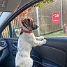 animal, black_interior, car_interior, curious, daylight, dog, fence, greenery, hand, indoor, looking_out_window, person, pet, puppy, red_collar, seat, side_mirror, sign, window, young_dog