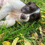 Laika participe au concours pour gagner de l'argent avec cette photo : adorable, animal, black_and_white, close_up, cute, dog, eyes, face, fall, fur, grass, leaves, lying_down, nature, outdoor, pet, puppy, relaxed, seasonal, young