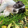 adorable, animal, black_and_white, close_up, cute, dog, eyes, face, fall, fur, grass, leaves, lying_down, nature, outdoor, pet, puppy, relaxed, seasonal, young