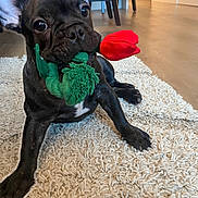 Enzo is registered to the contest to win money with this photo: dog, french_bulldog, puppy, toy, flower_toy, indoor, carpet, rug, black_dog, pet, playful, animal, cute, small_dog, canine, floor, home, furniture, ears, lying_down