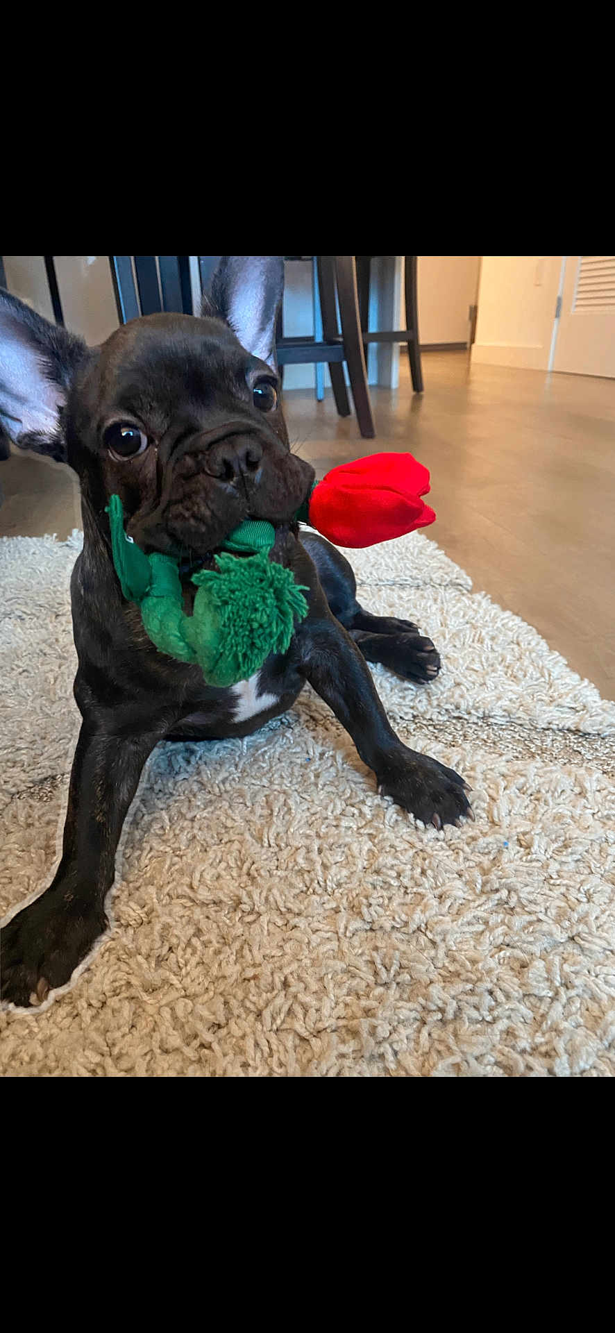 Enzo