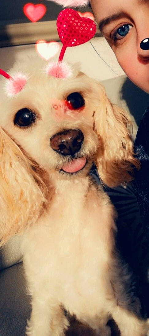 Caramel a rejoint le concours — aidez-le/la à gagner de superbes lots ! canidae, carnivore, companion_dog, dog, dog_breed, dog_collar, dog_supply, ear, eye, fawn, fur, happy, hat, head, snout, sporting_group, sunglasses, toy_dog, white, working_animal