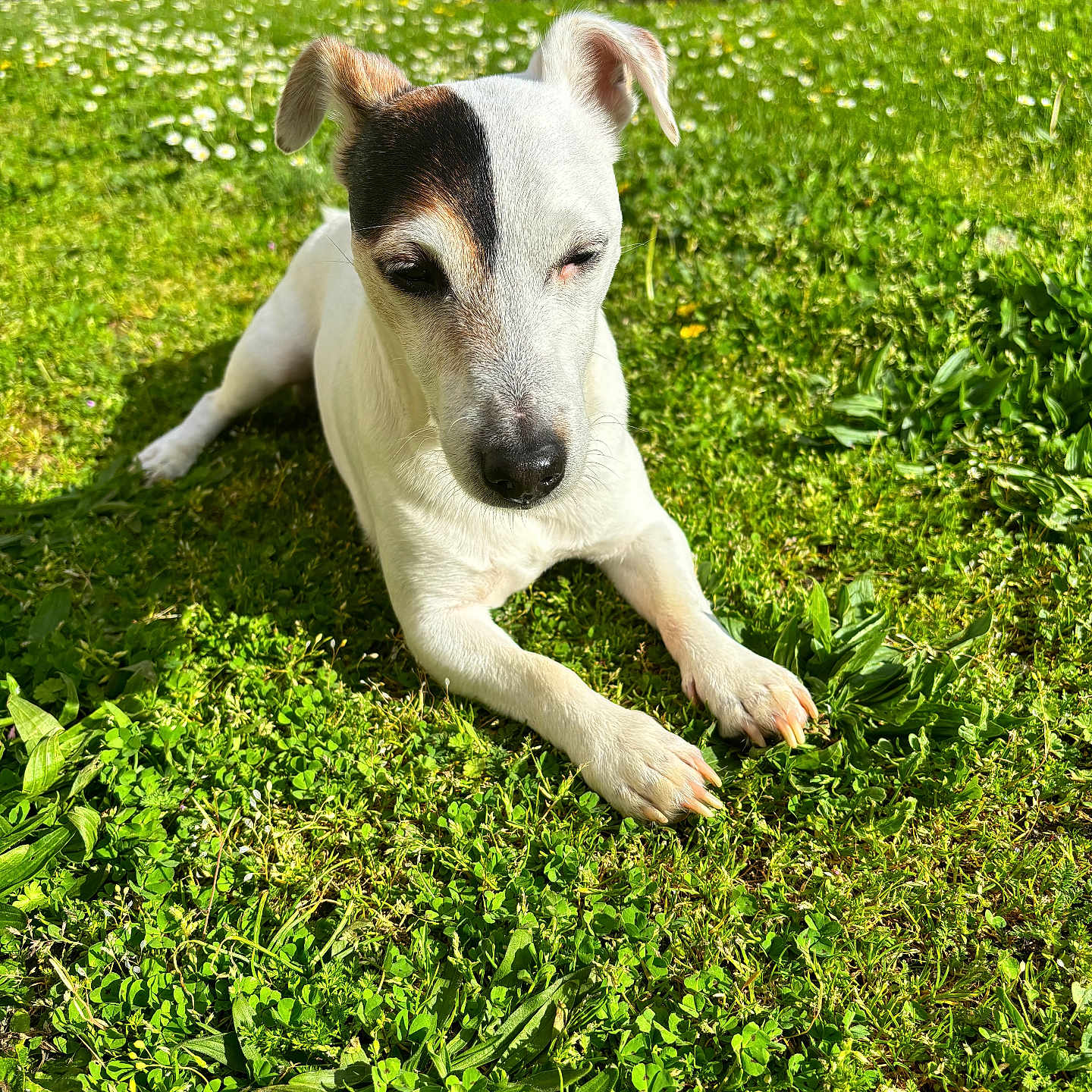 Lino a rejoint le concours — aidez-le/la à gagner de superbes lots ! animal, backyard, ball, canine, dog, field, grass, grassland, green, herbal, herbs, lawn, nature, outdoors, pet, plant, puppy, vegetation, whitedog, yard