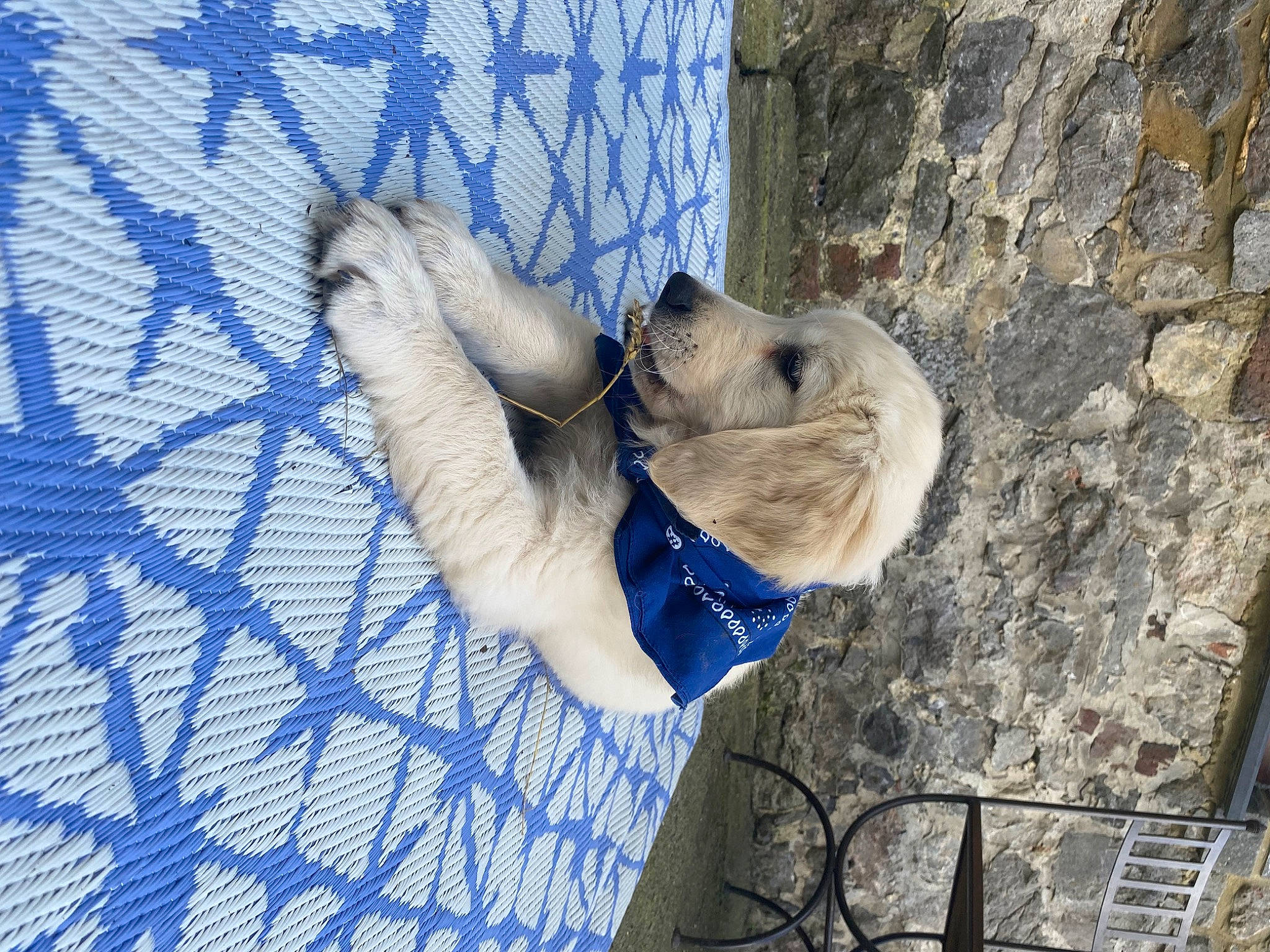 Pablo participe au concours pour gagner de l'argent avec cette photo : adventure, canidae, carnivore, collar, companion_dog, dog, dog_breed, dog_collar, dog_supply, electric_blue, fawn, fur, leash, mesh, pattern, pet_supply, snout, sporting_group, working_animal