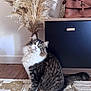 cat, fluffy, indoor, pampas_grass, cabinet, leather_bag, curious, patterned_rug, wood_floor, furniture, pet, domestic_animal, whiskers, sitting, fur, green_eyes, tail, decor, houseplant, closeup