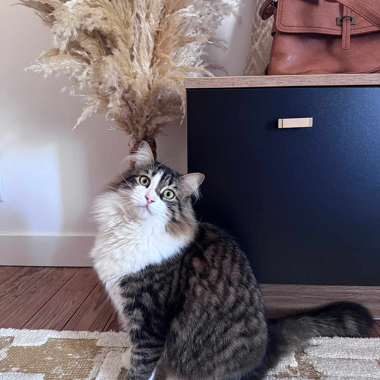 Louna participe au concours pour gagner de l'argent avec cette photo : cabinet, cat, closeup, curious, decor, domestic_animal, fluffy, fur, furniture, green_eyes, houseplant, indoor, leather_bag, pampas_grass, patterned_rug, pet, sitting, tail, whiskers, wood_floor