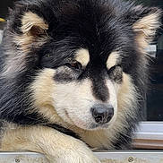 Unique participe au concours pour gagner de l'argent avec cette photo : animal, black, canine, closeup, companion, cream, cute, dog, face, fluffy, fur, guard, mammal, outdoor, paw, pet, portrait, resting, thoughtful, window