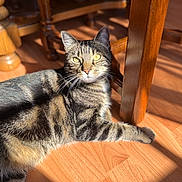 Titi a rejoint le concours — aidez-le/la à gagner de superbes lots ! animal, cat, closeup, cozy, domestic_cat, ears, eyes, feline, fur, home, indoor, pet, relaxed, resting, shadow, striped, sunlight, tabby, whiskers, wooden_floor