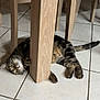 Titi a rejoint le concours — aidez-le/la à gagner de superbes lots ! animal, cat, curious, cute, domestic, eyes, floor, furniture, home, indoor, lying_down, paw, pet, playful, resting, tabby_cat, tail, tile, whiskers, wooden_chair