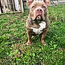 animal_portrait, brown_dog, building, canine, collar, daylight, dog, domestic_animal, fence, front_view, grass, grass_patch, greenery, guard_dog, nature, outdoor, pet, serious_expression, spiked_collar, yard