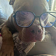 Chuck participe au concours pour gagner de l'argent avec cette photo : animal, brown_dog, close_up, couch, cozy, cute, dog, domestic_animal, eyewear, face, furniture, glasses, indoor, living_room, paw, pet, portrait, relaxed, resting, snout