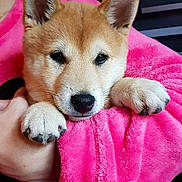 Twist a rejoint le concours — aidez-le/la à gagner de superbes lots ! adorable, animal, closeup, companion, cute, dog, ears, face, fur, furry, hands, indoor, nose, paws, pet, pink_blanket, portrait, puppy, snuggle, soft