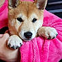 adorable, animal, closeup, companion, cute, dog, ears, face, fur, furry, hands, indoor, nose, paws, pet, pink_blanket, portrait, puppy, snuggle, soft