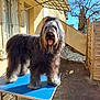 animal, blue_sky, daytime, dog, fence, happy, leaf, metal_legs, outdoor, patio, pet, shadow, shaggy_fur, standing, sunlight, table, tongue_out, tree, window, yellow_wall