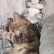 Turbulette a rejoint le concours — aidez-le/la à gagner de superbes lots ! animal, blanket, blue_eyes, cat, comfort, cozy, cuddle, cute, feline, furry, indoor, kitten, nap, pet, plush_toy, resting, sleeping, soft, striped, toy