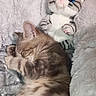 animal, blanket, blue_eyes, cat, comfort, cozy, cuddle, cute, feline, furry, indoor, kitten, nap, pet, plush_toy, resting, sleeping, soft, striped, toy