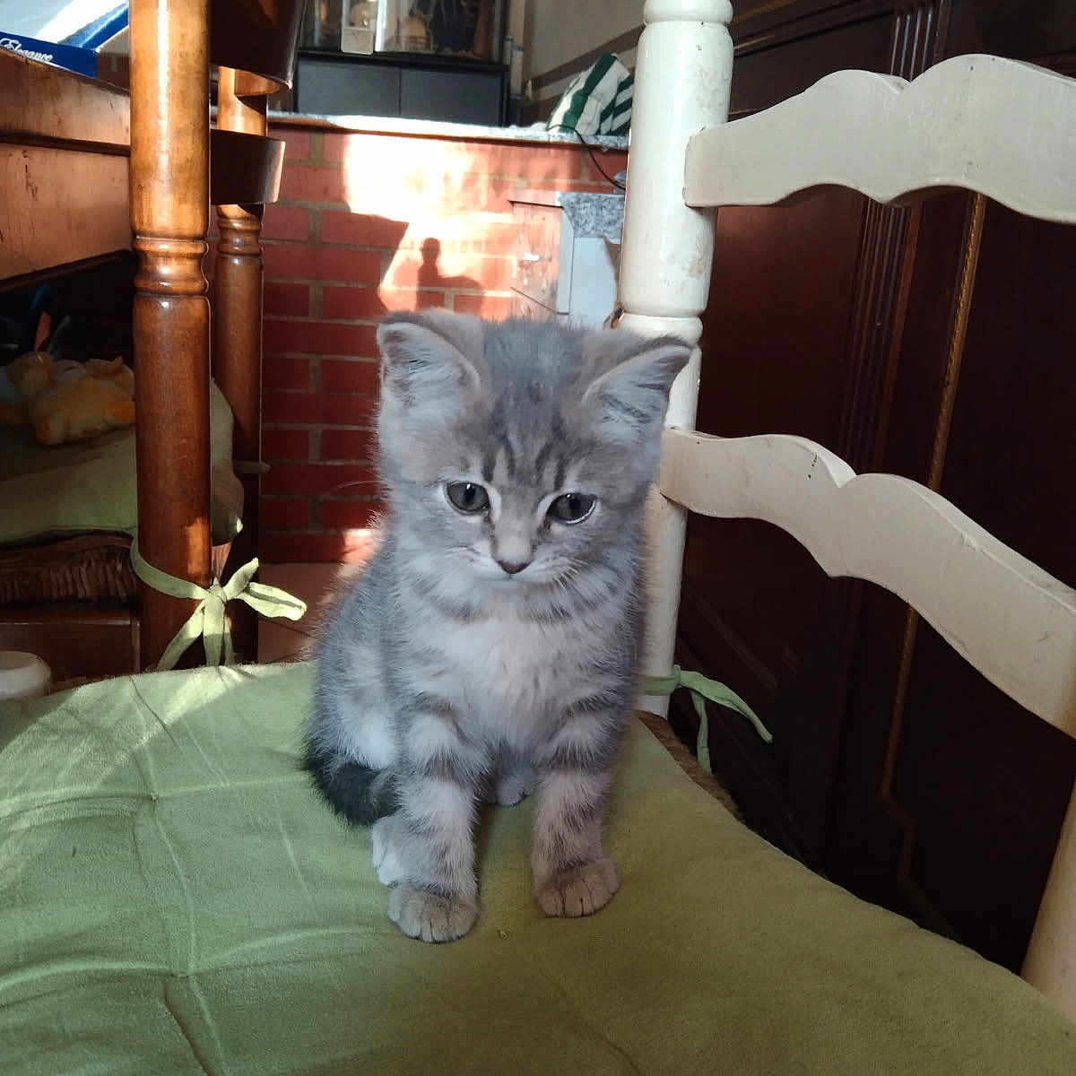 Turbulette participe au concours pour gagner de l'argent avec cette photo : animal, cat, chair, cozy, cushion, cute, domestic, fur, furniture, gray_cat, home, indoor, kitten, looking_down, pet, shadow, sitting, small_animal, sunlight, wood