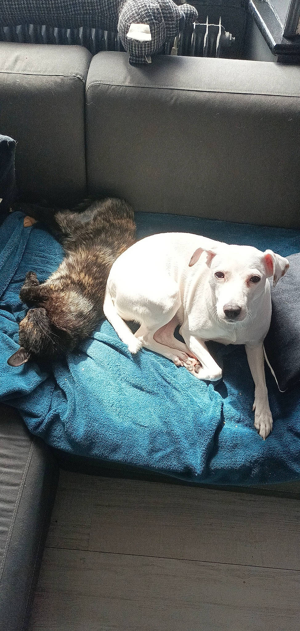 Maggie a rejoint le concours — aidez-le/la à gagner de superbes lots ! bull_terrier, canidae, carnivore, comfort, companion_dog, couch, dog, dog_breed, dogo_argentino, fawn, fur, grey, linens, nap, snout, sporting_group, tail, terrestrial_animal, whiskers, working_animal