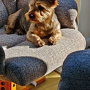 Benji joined the competition — help win amazing prizes! animal, armchair, brown, comfort, cozy, dog, ears, face, furniture, gray, indoor, nose, paws, pet, relaxing, shadow, small_dog, sunlight, texture, wooden_floor