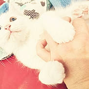 Bubulle participe au concours pour gagner de l'argent avec cette photo : cat, kitten, white_cat, pet, animal, hand, playing, paw, cozy, blanket, soft, cute, indoor, fur, curious, closeup, domestic_animal, tiny_paws, human, interaction