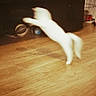 dog, white_dog, leaping, motion_blur, wooden_floor, indoor, pet, animal, jumping, blur, furniture, household, playful, energetic, canine, floor, room, domestic, movement, action