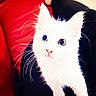 kitten, white_cat, blue_eye, heterochromia, whiskers, close_up, pet, animal, cute, fur, indoor, curious, small, young, feline, portrait, domestic_animal, soft, bright, eyes