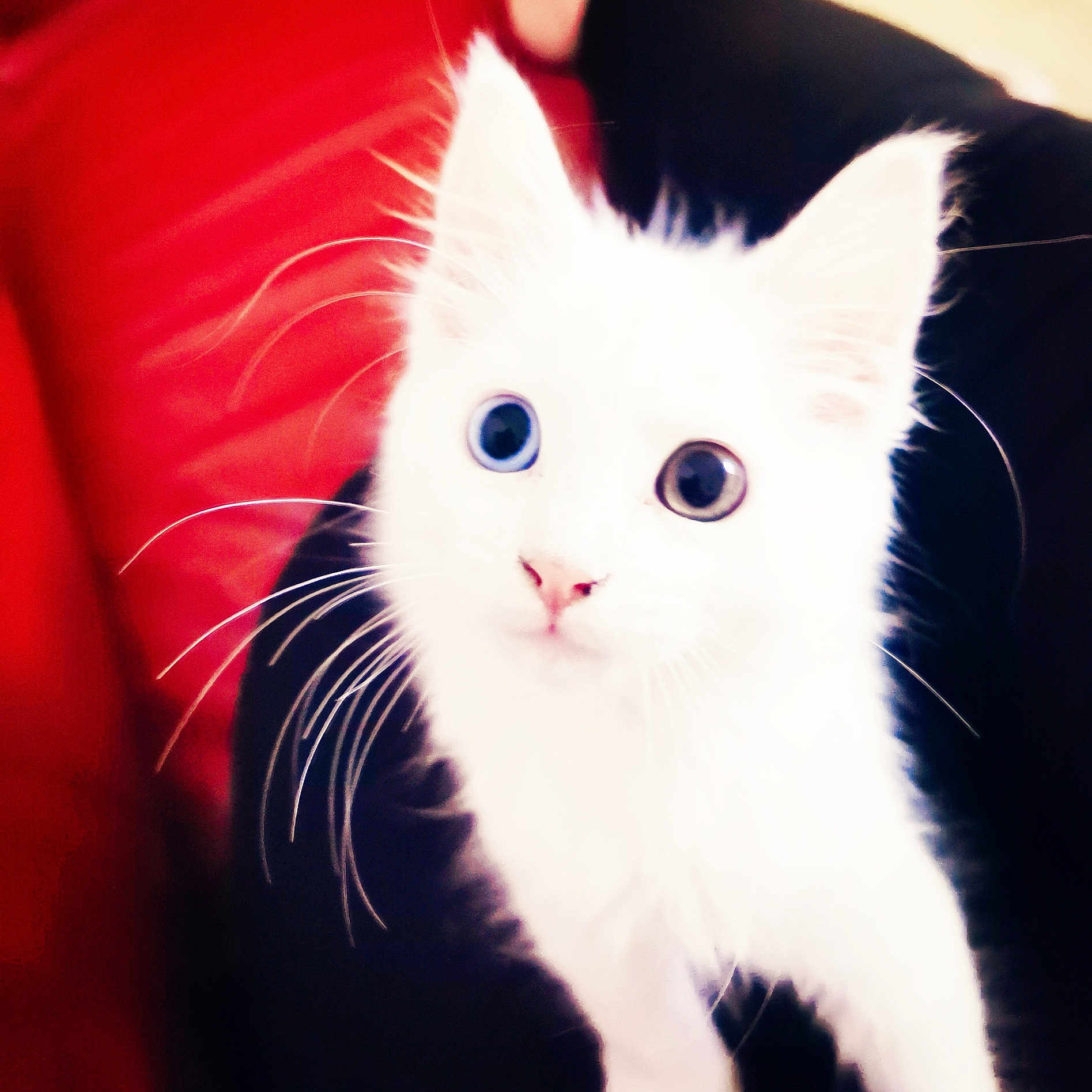 Bubulle