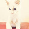 Bubulle a rejoint le concours — aidez-le/la à gagner de superbes lots ! kitten, cat, white_cat, blue_eyes, pet, animal, feline, curious, indoor, soft_focus, cute, young, small, whiskers, ears, fur, pink_nose, close_up, standing, domestic_animal