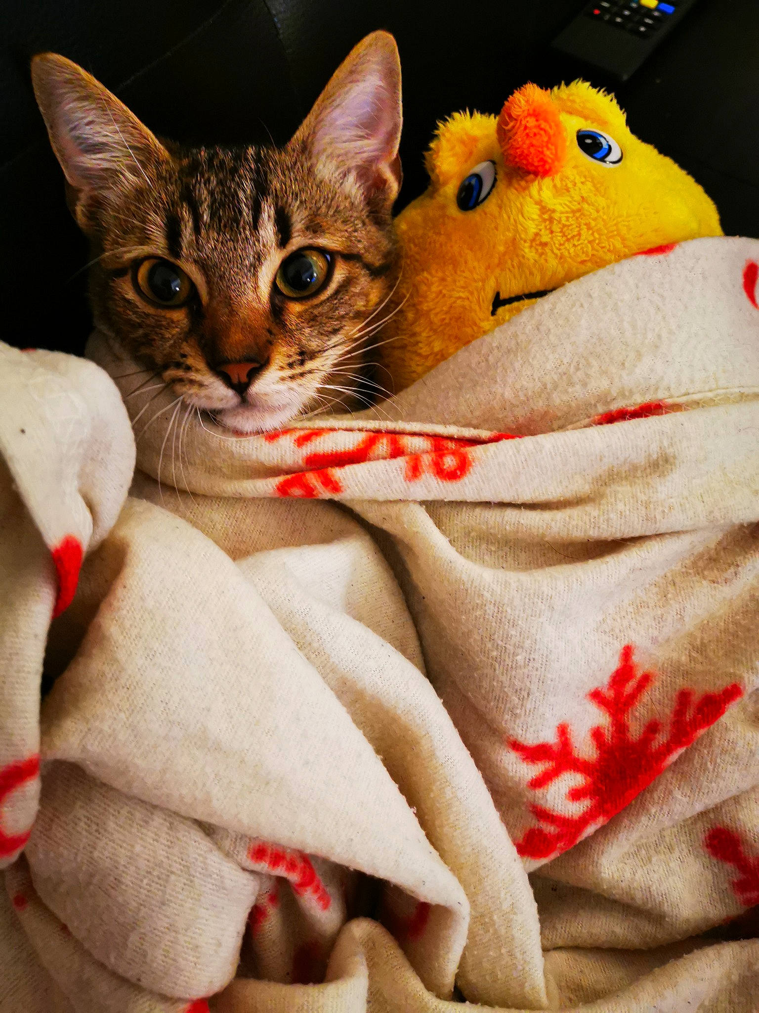 Possédé participe au concours pour gagner de l'argent avec cette photo : asian, carnivore, cat, colorpoint_shorthair, ear, european_shorthair, felidae, kitten, small_to_medium_sized_cats, tabby_cat, whiskers
