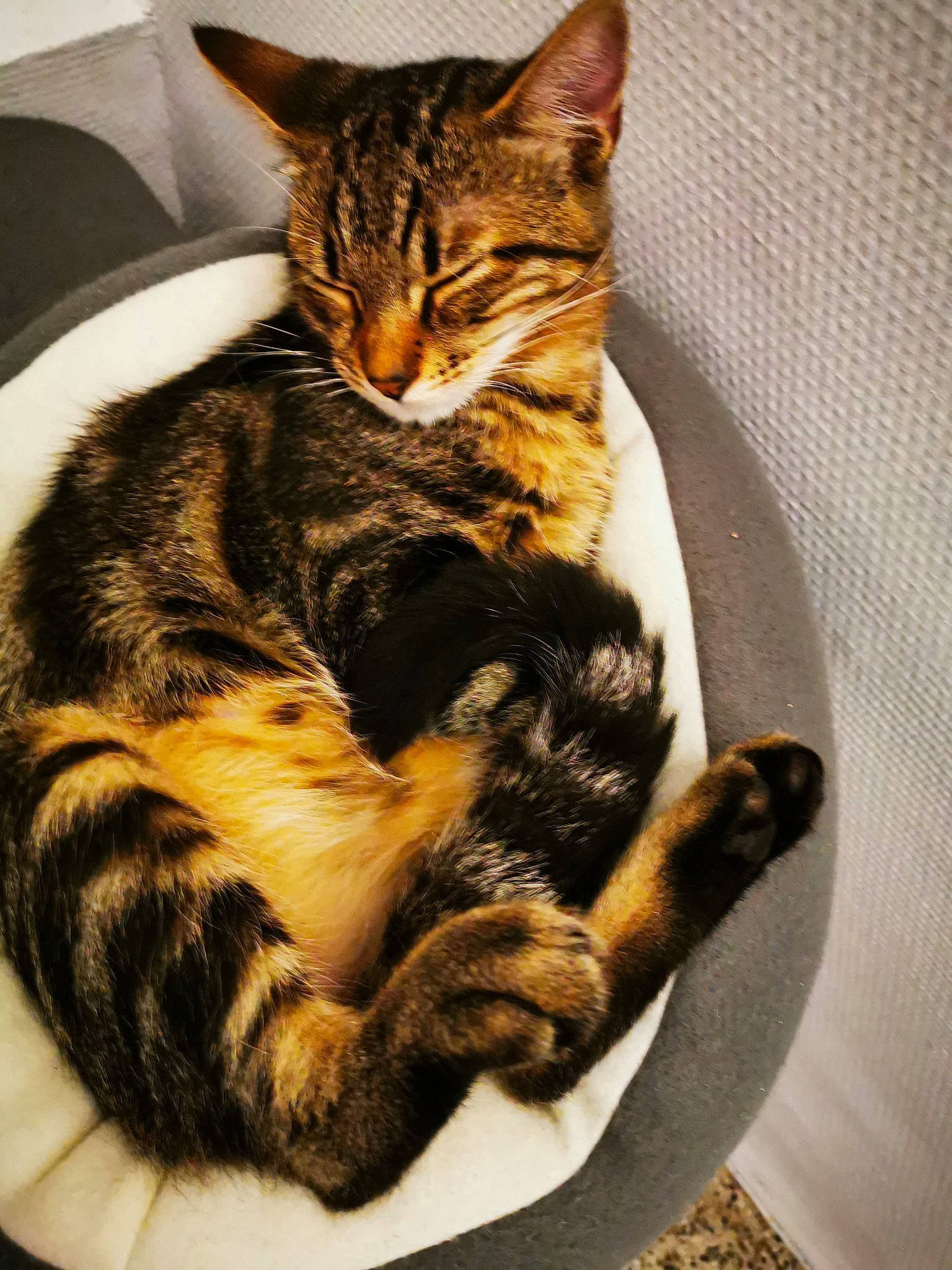 Possédé participe au concours pour gagner de l'argent avec cette photo : american_shorthair, american_wirehair, asian, california_spangled, carnivore, cat, domestic_short_haired_cat, dragon_li, european_shorthair, felidae, fur, kitten, mammal, ocicat, small_to_medium_sized_cats, sokoke, tabby_cat, toyger, whiskers
