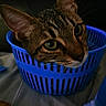 Possédé a rejoint le concours — aidez-le/la à gagner de superbes lots ! abyssinian, asian, blue, burmese, california_spangled, carnivore, cat, domestic_short_haired_cat, european_shorthair, felidae, kitten, ocicat, small_to_medium_sized_cats, whiskers